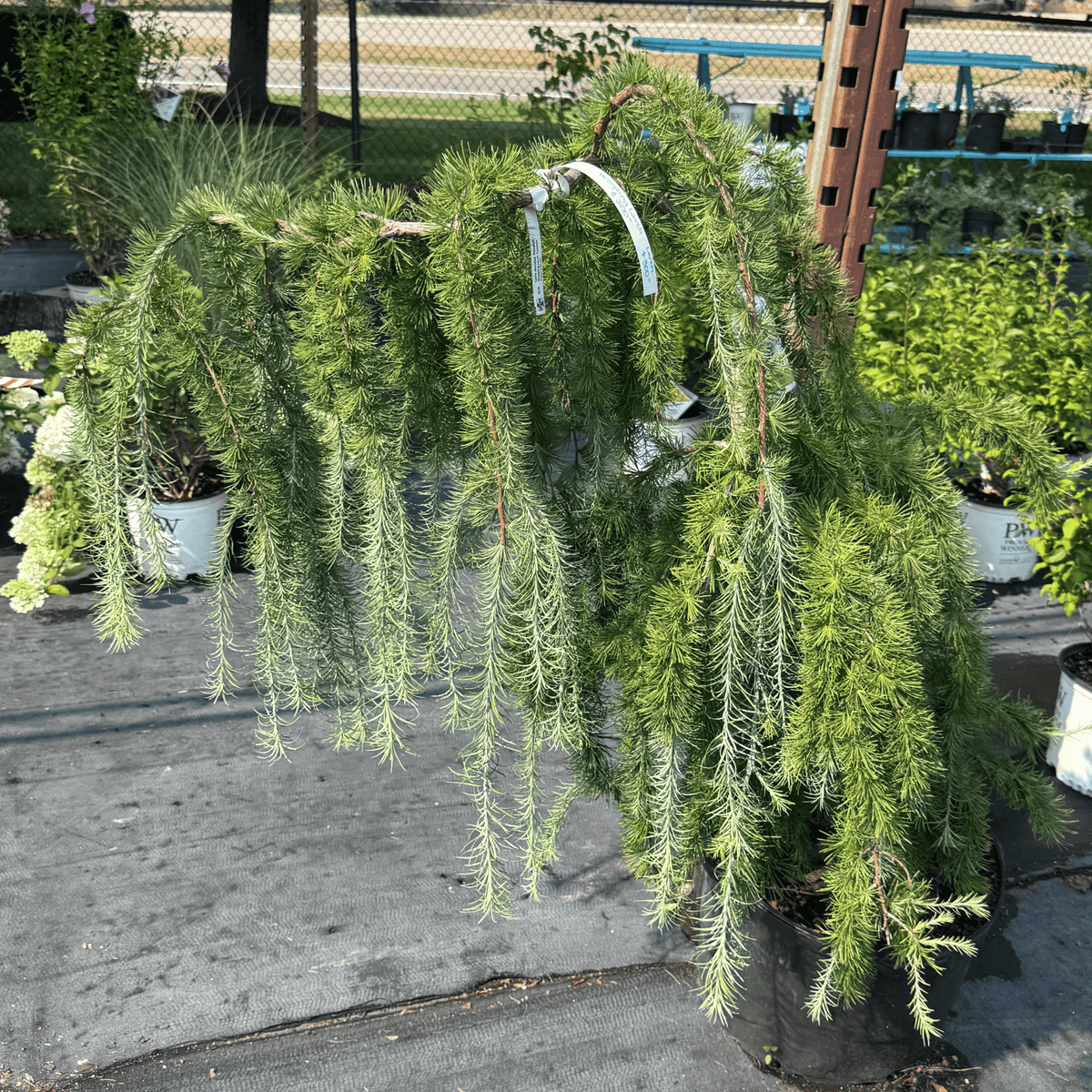 Weeping Larch