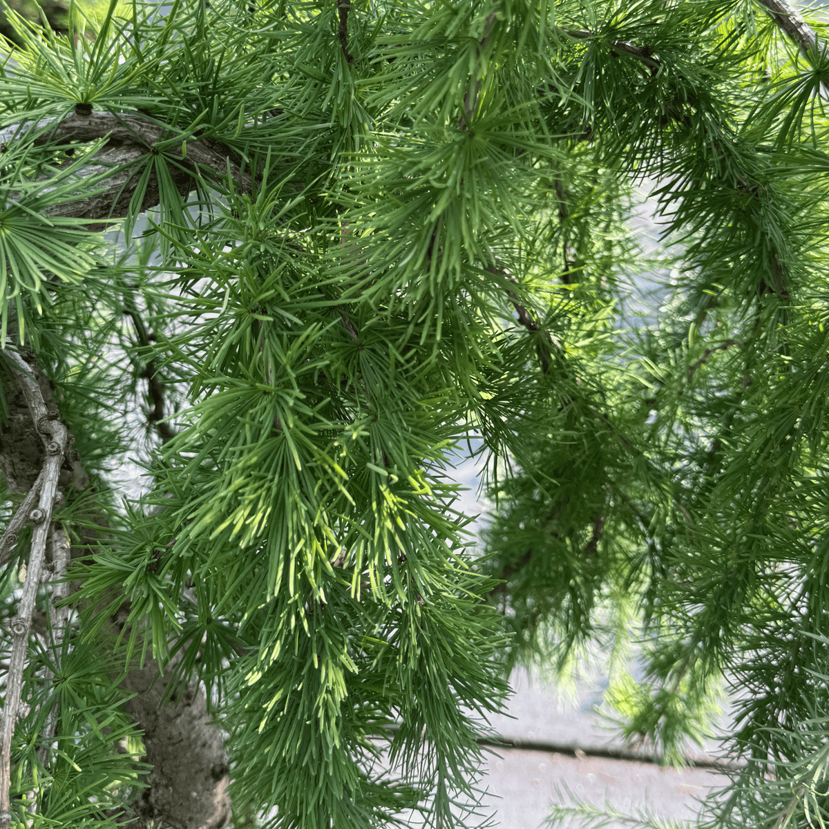 Weeping Larch